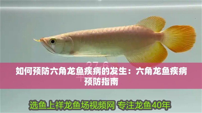 如何預防六角龍魚疾病的發(fā)生：六角龍魚疾病預防指南