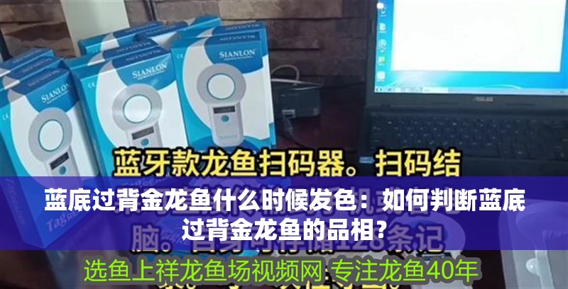 藍底過背金龍魚什么時候發色：如何判斷藍底過背金龍魚的品相？