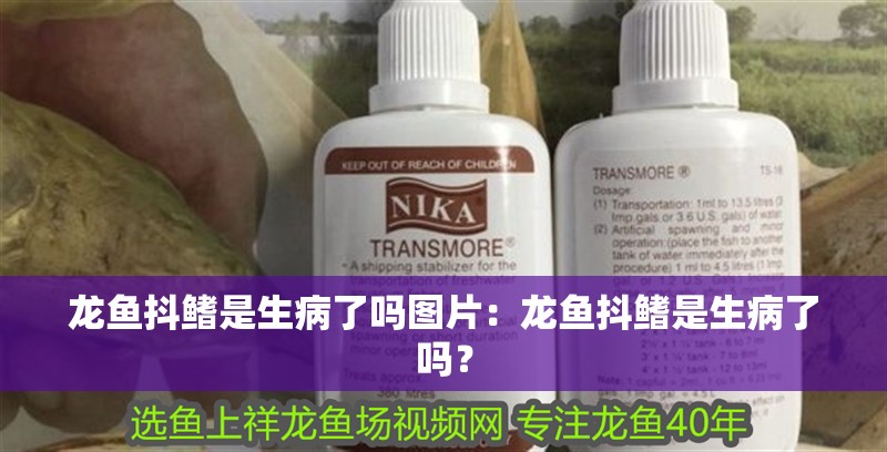 龍魚抖鰭是生病了嗎圖片：龍魚抖鰭是生病了嗎？