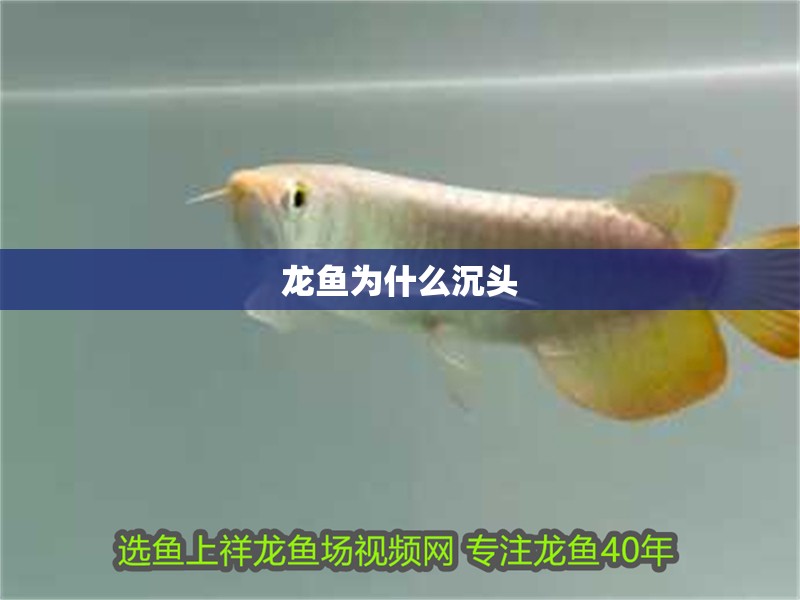 龍魚(yú)為什么沉頭