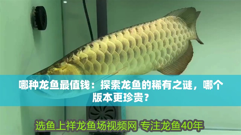 哪種龍魚(yú)最值錢(qián)：探索龍魚(yú)的稀有之謎，哪個(gè)版本更珍貴？