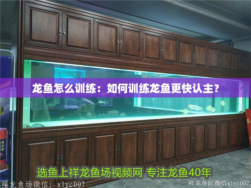 龍魚怎么訓(xùn)練：如何訓(xùn)練龍魚更快認主？