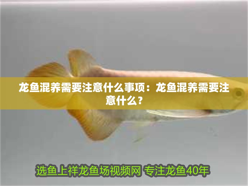 龍魚混養需要注意什么事項：龍魚混養需要注意什么？