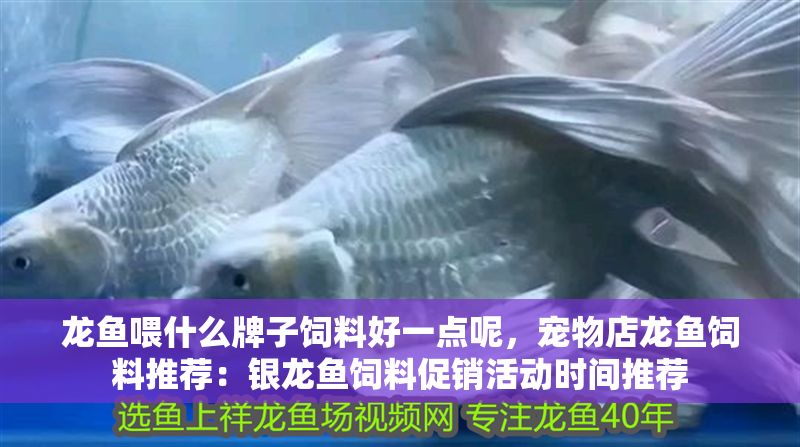 龍魚喂什么牌子飼料好一點(diǎn)呢，寵物店龍魚飼料推薦：銀龍魚飼料促銷活動(dòng)時(shí)間推薦