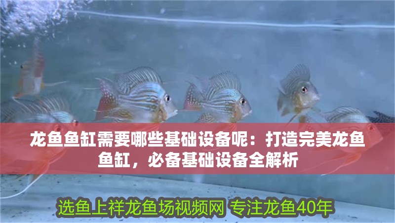 龍魚魚缸需要哪些基礎設備呢：打造完美龍魚魚缸，必備基礎設備全解析