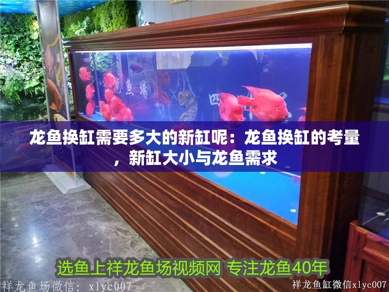 龍魚(yú)換缸需要多大的新缸呢：龍魚(yú)換缸的考量，新缸大小與龍魚(yú)需求