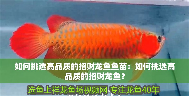 如何挑選高品質(zhì)的招財(cái)龍魚魚苗：如何挑選高品質(zhì)的招財(cái)龍魚？