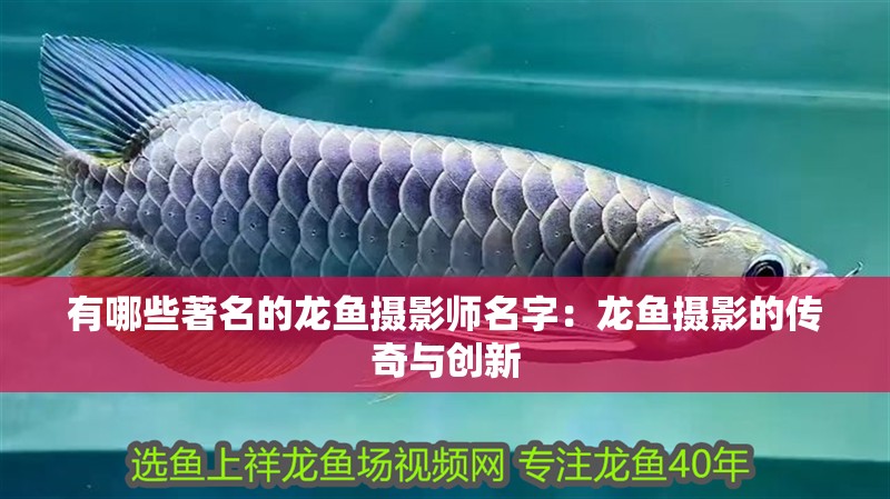 有哪些著名的龍魚攝影師名字：龍魚攝影的傳奇與創(chuàng)新