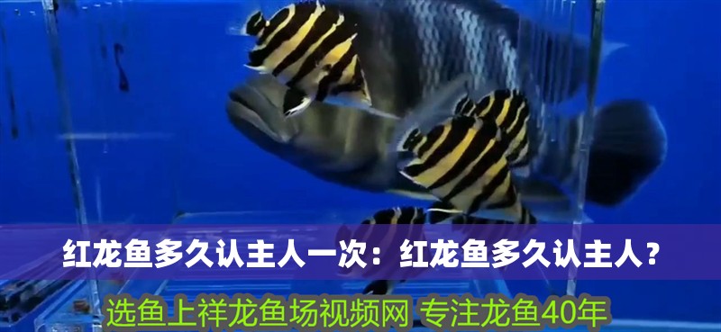 紅龍魚多久認主人一次：紅龍魚多久認主人？