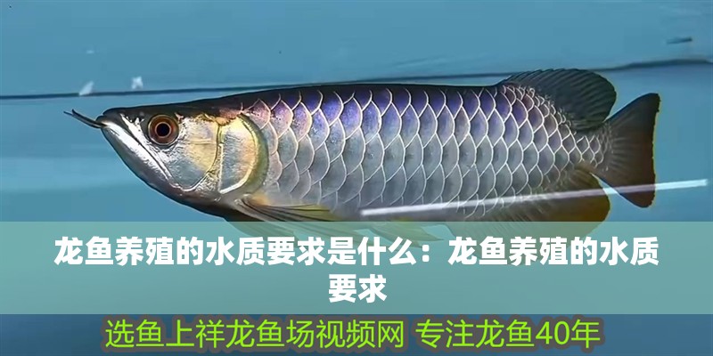 龍魚養(yǎng)殖的水質要求是什么：龍魚養(yǎng)殖的水質要求