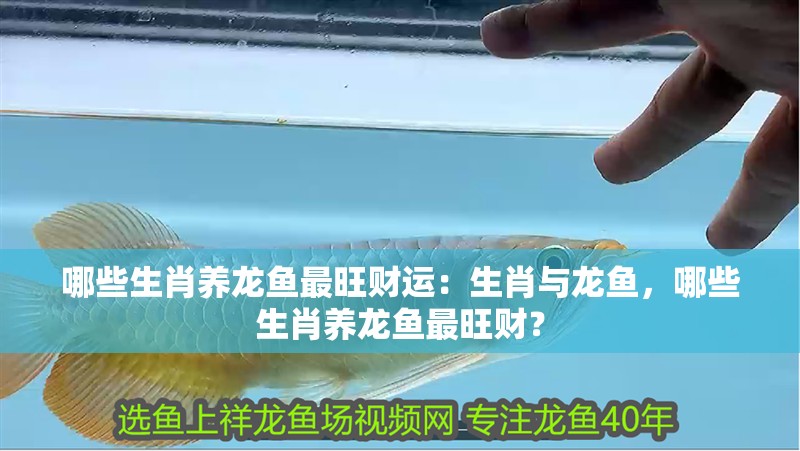 哪些生肖養(yǎng)龍魚最旺財運：生肖與龍魚，哪些生肖養(yǎng)龍魚最旺財？