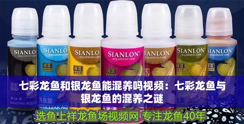 七彩龍魚和銀龍魚能混養(yǎng)嗎視頻：七彩龍魚與銀龍魚的混養(yǎng)之謎