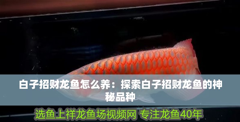 白子招財龍魚怎么養：探索白子招財龍魚的神秘品種