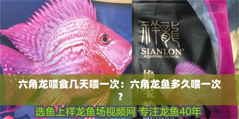 六角龍喂食幾天喂一次：六角龍魚多久喂一次？