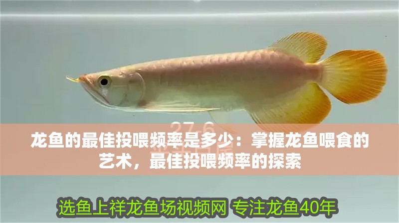 龍魚的最佳投喂頻率是多少：掌握龍魚喂食的藝術，最佳投喂頻率的探索