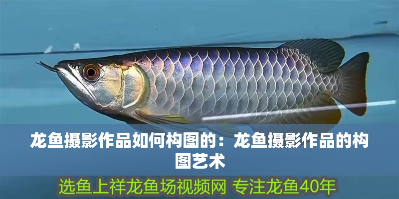 龍魚攝影作品如何構(gòu)圖的：龍魚攝影作品的構(gòu)圖藝術(shù)
