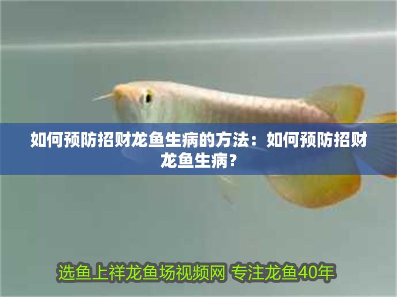 如何預防招財龍魚生病的方法：如何預防招財龍魚生??？