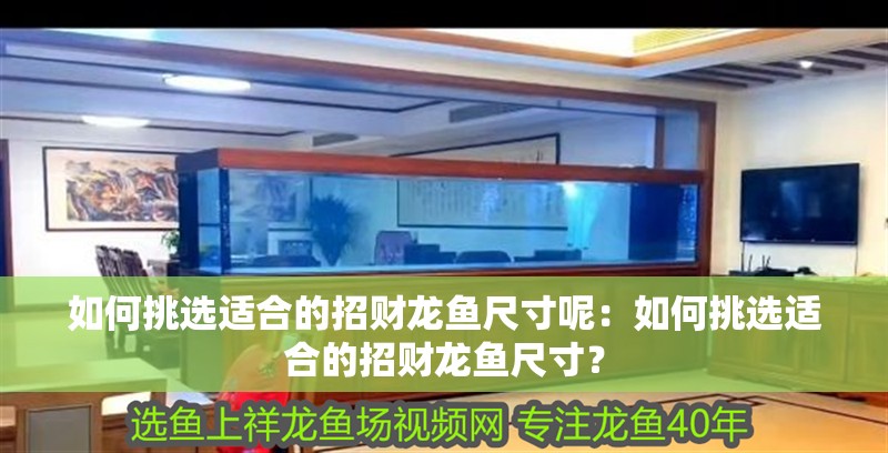 如何挑選適合的招財龍魚尺寸呢：如何挑選適合的招財龍魚尺寸？