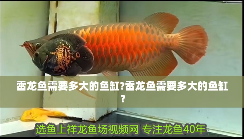 雷龍魚需要多大的魚缸?雷龍魚需要多大的魚缸？ 雷龍魚需要多大的魚缸?雷龍魚需要多大的魚缸？ 水族問答