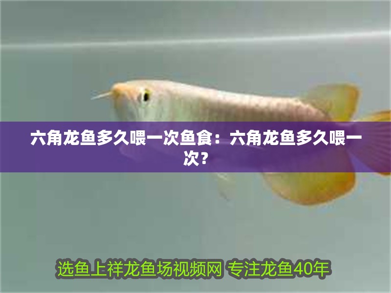 六角龍魚多久喂一次魚食：六角龍魚多久喂一次？