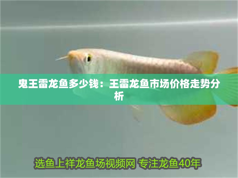 鬼王雷龍魚多少錢：王雷龍魚市場價格走勢分析