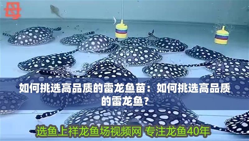 如何挑選高品質(zhì)的雷龍魚苗：如何挑選高品質(zhì)的雷龍魚？