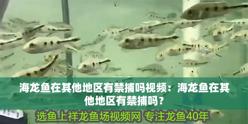 海龍魚在其他地區(qū)有禁捕嗎視頻：海龍魚在其他地區(qū)有禁捕嗎？