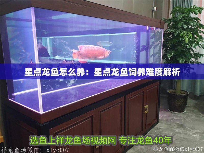 星點龍魚怎么養：星點龍魚飼養難度解析