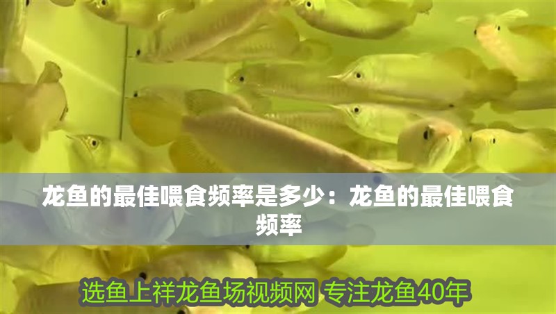 龍魚的最佳喂食頻率是多少：龍魚的最佳喂食頻率