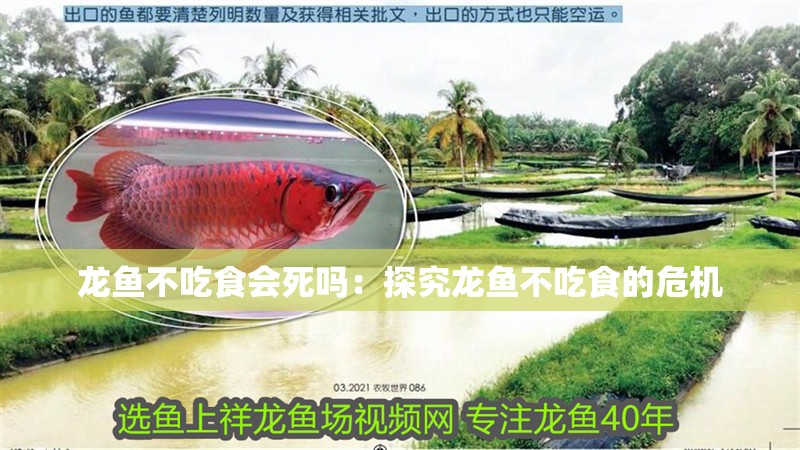 龍魚不吃食會死嗎：探究龍魚不吃食的危機
