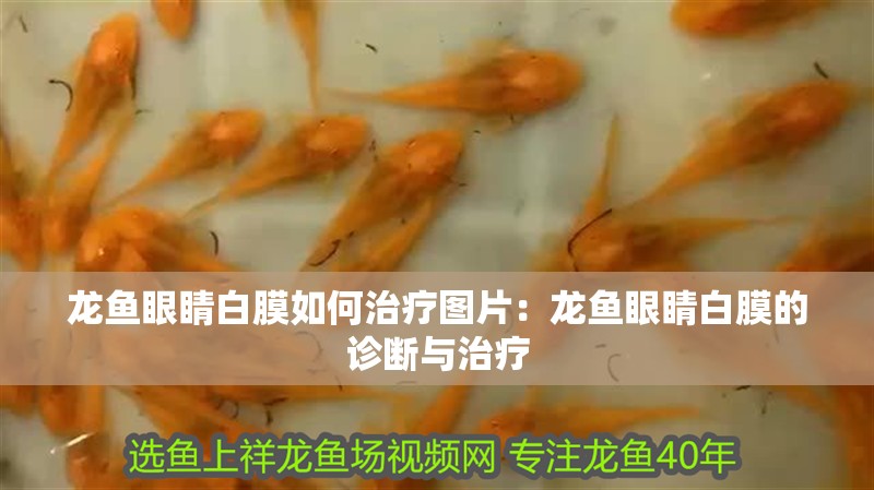 龍魚眼睛白膜如何治療圖片：龍魚眼睛白膜的診斷與治療
