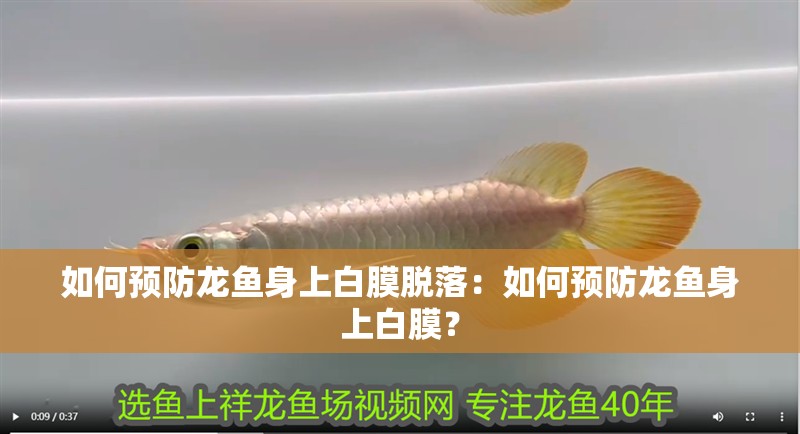 如何預(yù)防龍魚身上白膜脫落：如何預(yù)防龍魚身上白膜？