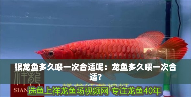 銀龍魚多久喂一次合適呢：龍魚多久喂一次合適？