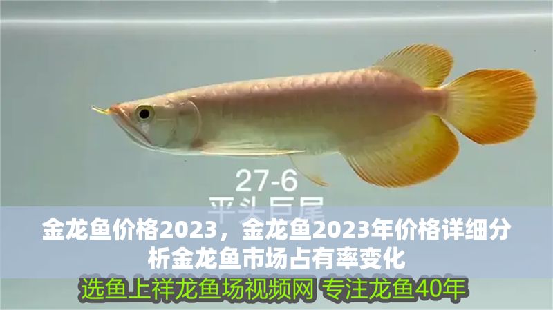 金龍魚價格2023，金龍魚2023年價格詳細分析金龍魚市場占有率變化