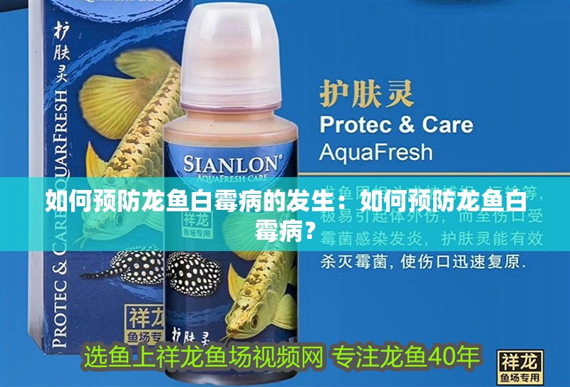 如何預防龍魚白霉病的發生：如何預防龍魚白霉病？
