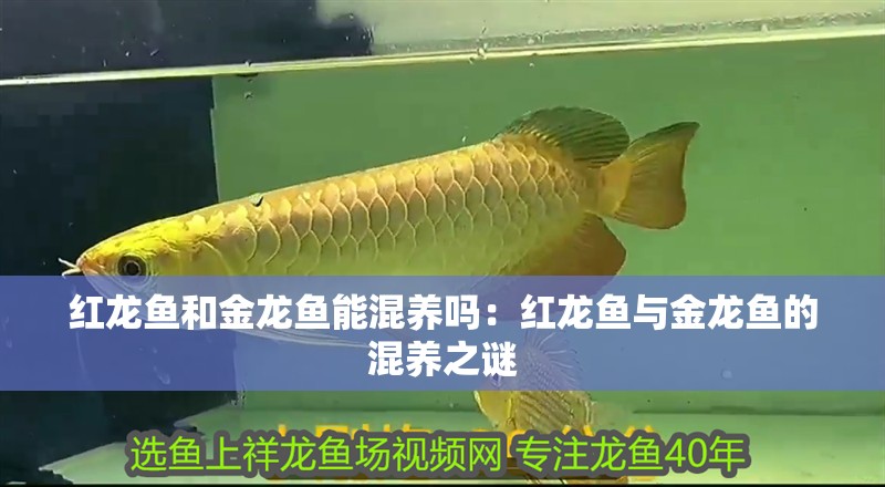 紅龍魚和金龍魚能混養嗎：紅龍魚與金龍魚的混養之謎