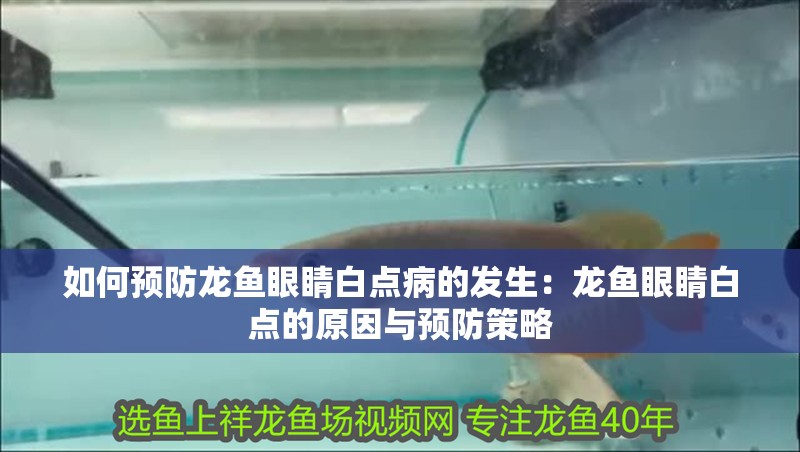 如何預防龍魚眼睛白點病的發生：龍魚眼睛白點的原因與預防策略