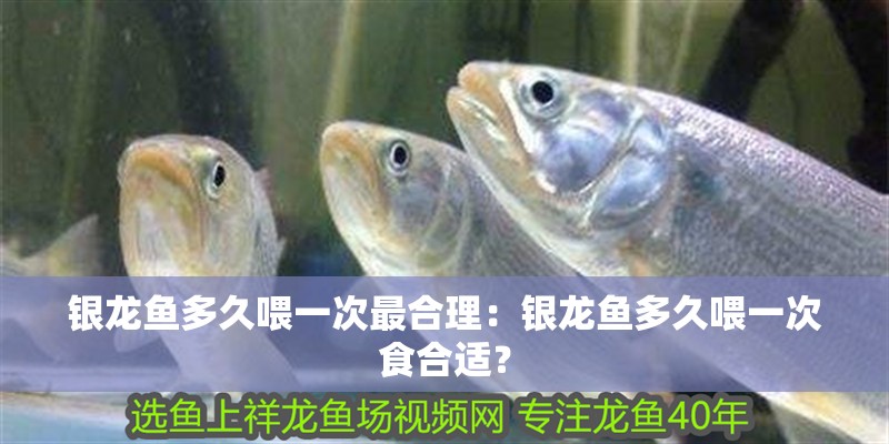 銀龍魚多久喂一次最合理：銀龍魚多久喂一次食合適？