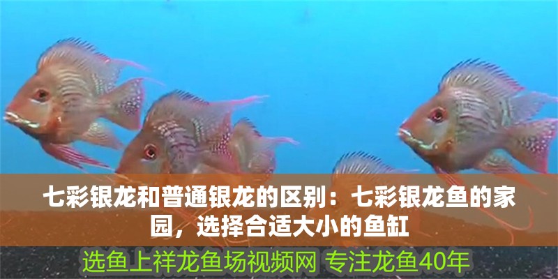 七彩銀龍和普通銀龍的區別：七彩銀龍魚的家園，選擇合適大小的魚缸