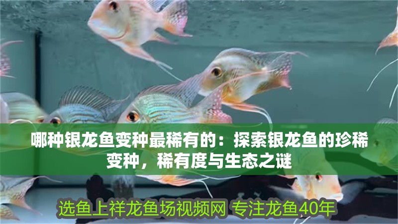 哪種銀龍魚變種最稀有的：探索銀龍魚的珍稀變種，稀有度與生態之謎