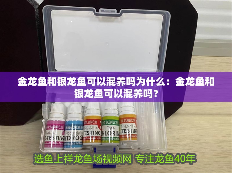 金龍魚和銀龍魚可以混養(yǎng)嗎為什么：金龍魚和銀龍魚可以混養(yǎng)嗎？
