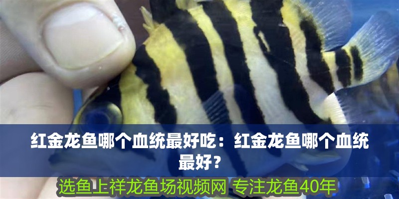 紅金龍魚(yú)哪個(gè)血統(tǒng)最好吃：紅金龍魚(yú)哪個(gè)血統(tǒng)最好？