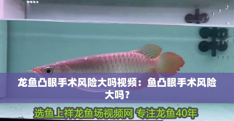 龍魚凸眼手術風險大嗎視頻：魚凸眼手術風險大嗎？