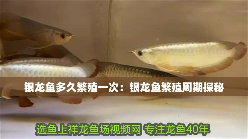 銀龍魚多久繁殖一次：銀龍魚繁殖周期探秘