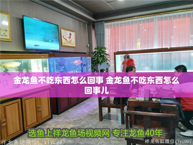 金龍魚不吃東西怎么回事 金龍魚不吃東西怎么回事兒
