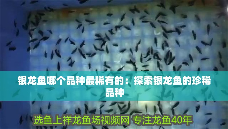 銀龍魚哪個品種最稀有的：探索銀龍魚的珍稀品種
