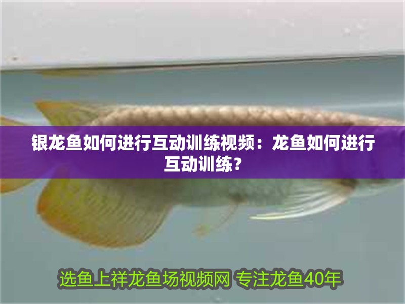 銀龍魚如何進(jìn)行互動(dòng)訓(xùn)練視頻：龍魚如何進(jìn)行互動(dòng)訓(xùn)練？