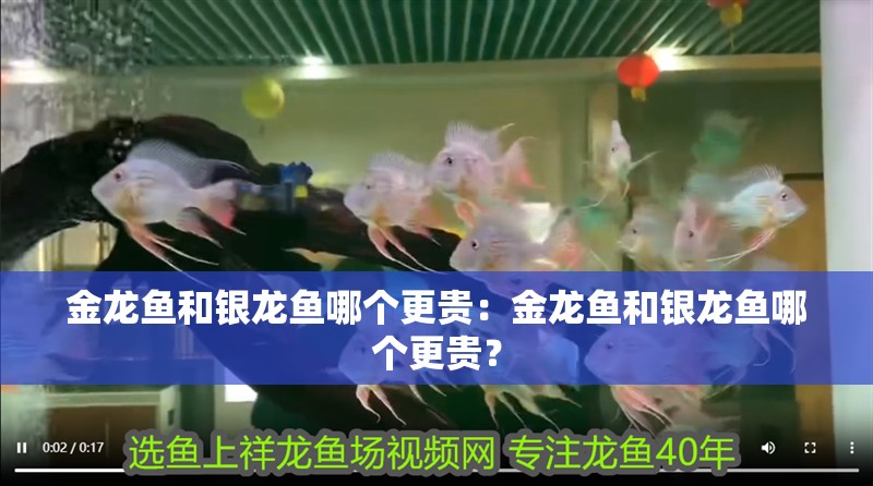 金龍魚和銀龍魚哪個更貴：金龍魚和銀龍魚哪個更貴？
