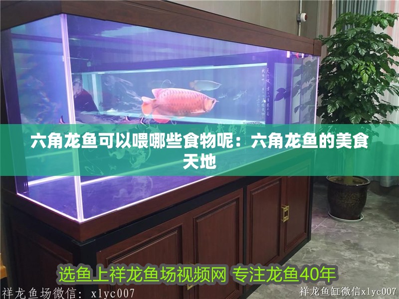 六角龍魚可以喂哪些食物呢：六角龍魚的美食天地