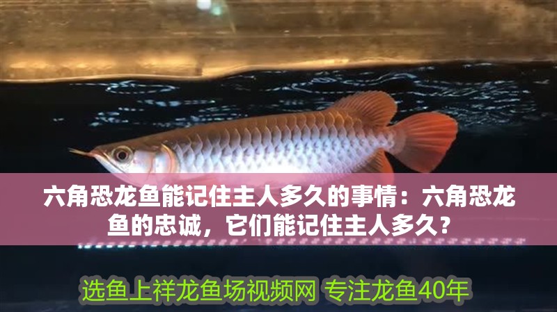 六角恐龍魚能記住主人多久的事情：六角恐龍魚的忠誠，它們能記住主人多久？